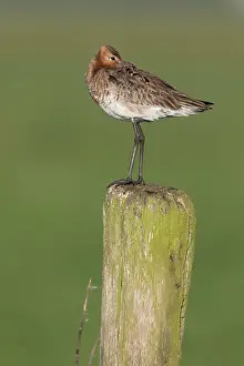 Eemland: Black-tailed Godwit