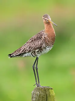 Decreasing: Black-tailed Godwit