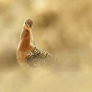 Frontview: Black-tailed Godwit