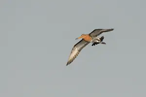 Starrevaart: Black-tailed Godwit