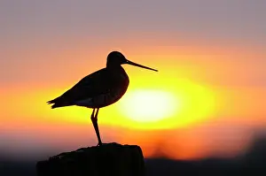 Zwolle: Black-tailed Godwit