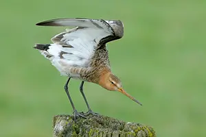Zwolle: Black-tailed Godwit