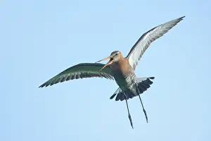 Kampen: Black-tailed Godwit