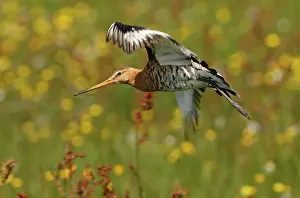 Shorebirds: Black-tailed Godwit