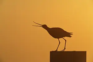 Zeevang: Black-tailed Godwit