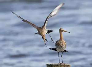 Starrevaartplas: Black-tailed Godwit