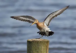 Starrevaartplas: Black-tailed Godwit