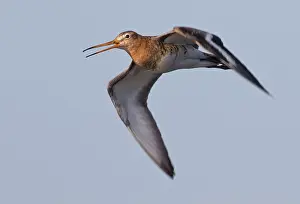 Starrevaartplas: Black-tailed Godwit