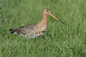 Eemland: Black-tailed Godwit