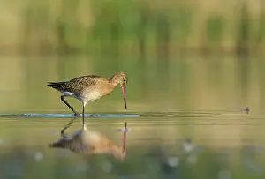 Reedland: Black-tailed Godwit