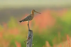Sorrel: Black-tailed Godwit