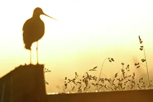 Hoorn: Black-tailed Godwit