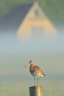 Hoorn: Black-tailed Godwit