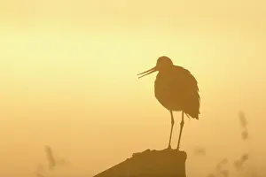 Hoorn: Black-tailed Godwit