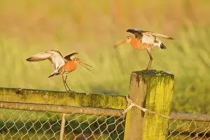 Argument: Black-tailed Godwit