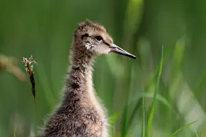 Waderbird: Black-tailed Godwit