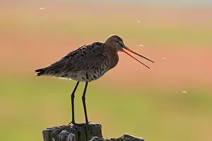 Waderbird: Black-tailed Godwit