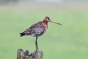 Waderbird: Black-tailed Godwit
