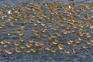 Waderbird: Black-tailed Godwit