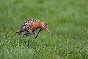 Scratching: Black-tailed Godwit