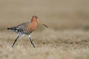 Zeevang: Black-tailed Godwit