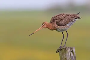 Zeevang: Black-tailed Godwit