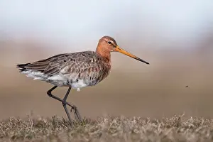 Zeevang: Black-tailed Godwit