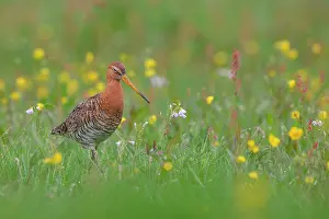 Zeevang: Black-tailed Godwit