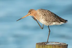 Scratching: Black-tailed Godwit