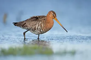 Marken: Black-tailed Godwit