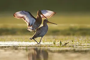 Marken: Black-tailed Godwit