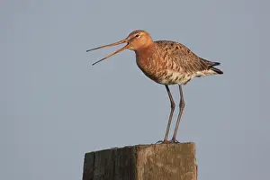 Screaming: Black-tailed Godwit