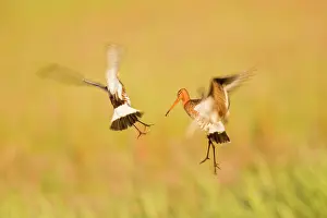 Argument: Black-tailed Godwit