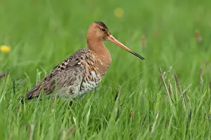 Arkemheen: Black-tailed Godwit