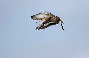 Arkemheen: Black-tailed Godwit