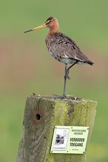 Arkemheen: Black-tailed Godwit