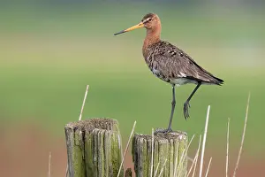 Arkemheen: Black-tailed Godwit