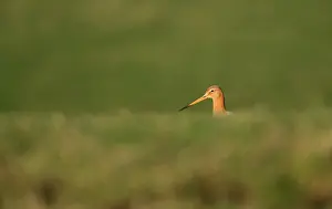 Obscured: Black-tailed Godwit