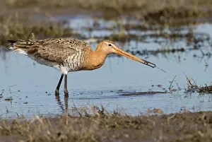 Leiden: Black-tailed Godwit