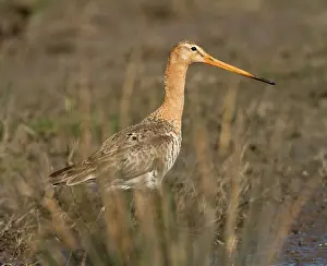 Leiden: Black-tailed Godwit