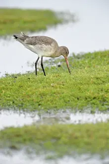 Wash: Black-tailed Godwit