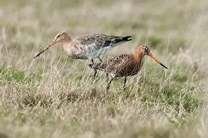 Zeeland: Black-tailed Godwit