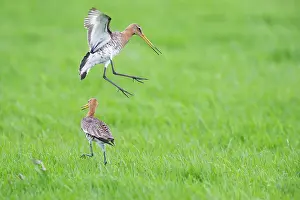 Ameland: Black-tailed Godwit