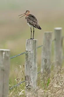 Zeeland: Black-tailed Godwit
