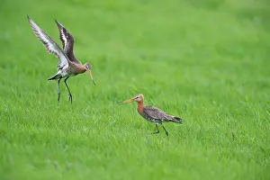 Ameland: Black-tailed Godwit