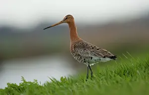 Polder: Black-tailed Godwit