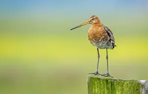 Polder: Black-tailed Godwit