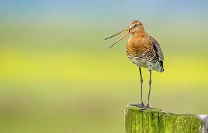 Polder: Black-tailed Godwit