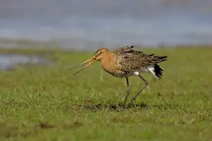 Intimidating: Black-tailed Godwit