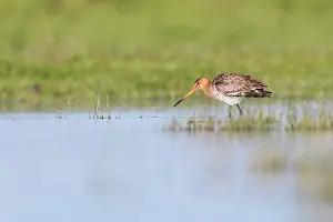 Marken: Black-tailed Godwit